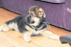 Nom du fichier=chiots11_1-fevrier-2012022.jpg
Taille du fichier=137Ko
Dimensions : 1200x795
Ajouté le : 11 Février 2012 chiots11_1-fevrier-2012022.jpg
