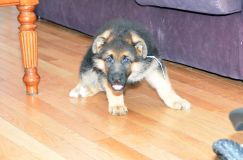 chiots11_1-fevrier-2012023.jpg