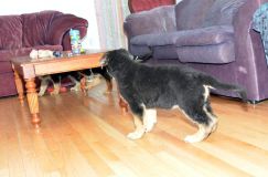 Nom du fichier=chiots11_2-fevrier-2012002.jpg
Taille du fichier=137Ko
Dimensions : 1200x795
Ajouté le : 11 Février 2012 chiots11_2-fevrier-2012002.jpg