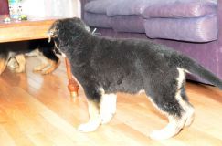 Nom du fichier=chiots11_2-fevrier-2012003.jpg
Taille du fichier=130Ko
Dimensions : 1200x795
Ajouté le : 11 Février 2012 chiots11_2-fevrier-2012003.jpg