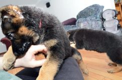 Nom du fichier=chiots11_2-fevrier-2012004.jpg
Taille du fichier=173Ko
Dimensions : 1200x795
Ajouté le : 11 Février 2012 chiots11_2-fevrier-2012004.jpg