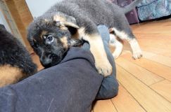 Nom du fichier=chiots11_2-fevrier-2012005.jpg
Taille du fichier=168Ko
Dimensions : 1200x795
Ajouté le : 11 Février 2012 chiots11_2-fevrier-2012005.jpg