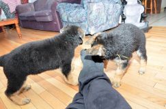 Nom du fichier=chiots11_2-fevrier-2012007.jpg
Taille du fichier=192Ko
Dimensions : 1200x795
Ajouté le : 11 Février 2012 chiots11_2-fevrier-2012007.jpg