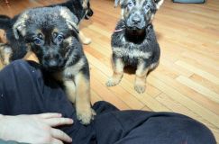 Nom du fichier=chiots11_2-fevrier-2012008.jpg
Taille du fichier=167Ko
Dimensions : 1200x795
Ajouté le : 11 Février 2012 chiots11_2-fevrier-2012008.jpg