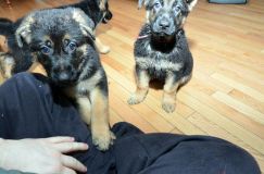 chiots11_2-fevrier-2012008.jpg