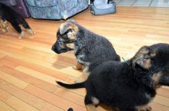 Nom du fichier=chiots11_2-fevrier-2012009.jpg
Taille du fichier=157Ko
Dimensions : 1200x795
Ajouté le : 11 Février 2012 chiots11_2-fevrier-2012009.jpg