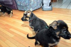 Nom du fichier=chiots11_2-fevrier-2012010.jpg
Taille du fichier=161Ko
Dimensions : 1200x795
Ajouté le : 11 Février 2012 chiots11_2-fevrier-2012010.jpg