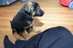 Nom du fichier=chiots11_2-fevrier-2012011.jpg
Taille du fichier=136Ko
Dimensions : 1200x795
Ajouté le : 11 Février 2012 chiots11_2-fevrier-2012011.jpg