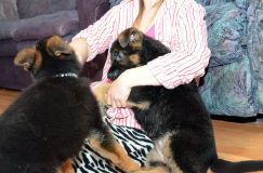 Nom du fichier=chiots11_2-fevrier-2012013.jpg
Taille du fichier=176Ko
Dimensions : 1200x795
Ajouté le : 11 Février 2012 chiots11_2-fevrier-2012013.jpg