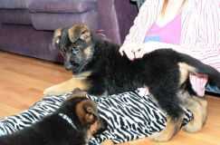 Nom du fichier=chiots11_2-fevrier-2012015.jpg
Taille du fichier=173Ko
Dimensions : 1200x795
Ajouté le : 11 Février 2012 chiots11_2-fevrier-2012015.jpg