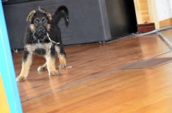Nom du fichier=chiots11_2-fevrier-2012016.jpg
Taille du fichier=94Ko
Dimensions : 1200x795
Ajouté le : 11 Février 2012 chiots11_2-fevrier-2012016.jpg
