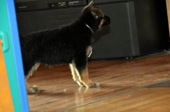 Nom du fichier=chiots11_2-fevrier-2012017.jpg
Taille du fichier=82Ko
Dimensions : 1200x795
Ajouté le : 11 Février 2012 chiots11_2-fevrier-2012017.jpg