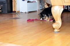 Nom du fichier=chiots11_2-fevrier-2012018.jpg
Taille du fichier=112Ko
Dimensions : 1200x795
Ajouté le : 11 Février 2012 chiots11_2-fevrier-2012018.jpg
