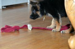 Nom du fichier=chiots11_2-fevrier-2012019.jpg
Taille du fichier=94Ko
Dimensions : 1200x795
Ajouté le : 11 Février 2012 chiots11_2-fevrier-2012019.jpg