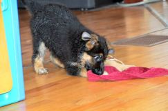 Nom du fichier=chiots11_2-fevrier-2012021.jpg
Taille du fichier=112Ko
Dimensions : 1200x795
Ajouté le : 11 Février 2012 chiots11_2-fevrier-2012021.jpg
