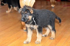 Nom du fichier=chiots11_2-fevrier-2012023.jpg
Taille du fichier=140Ko
Dimensions : 1200x795
Ajouté le : 11 Février 2012 chiots11_2-fevrier-2012023.jpg