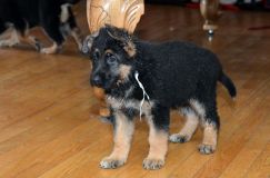 chiots11_2-fevrier-2012024.jpg