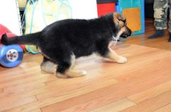 Nom du fichier=chiots11_2-fevrier-2012025.jpg
Taille du fichier=128Ko
Dimensions : 1200x795
Ajouté le : 11 Février 2012 chiots11_2-fevrier-2012025.jpg