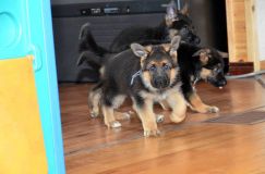 Nom du fichier=chiots11_2-fevrier-2012026.jpg
Taille du fichier=102Ko
Dimensions : 1200x795
Ajouté le : 11 Février 2012 chiots11_2-fevrier-2012026.jpg