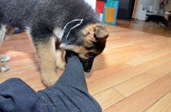 Nom du fichier=chiots11_2-fevrier-2012028.jpg
Taille du fichier=174Ko
Dimensions : 1200x795
Ajouté le : 11 Février 2012 chiots11_2-fevrier-2012028.jpg