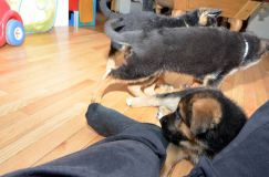 Nom du fichier=chiots11_2-fevrier-2012029.jpg
Taille du fichier=140Ko
Dimensions : 1200x795
Ajouté le : 11 Février 2012 chiots11_2-fevrier-2012029.jpg