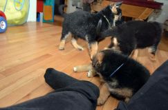 Nom du fichier=chiots11_2-fevrier-2012030.jpg
Taille du fichier=116Ko
Dimensions : 1200x795
Ajouté le : 11 Février 2012 chiots11_2-fevrier-2012030.jpg