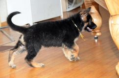 Nom du fichier=chiots11_2-fevrier-2012031.jpg
Taille du fichier=105Ko
Dimensions : 1200x795
Ajouté le : 11 Février 2012 chiots11_2-fevrier-2012031.jpg