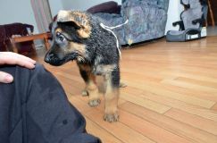 Nom du fichier=chiots11_2-fevrier-2012032.jpg
Taille du fichier=154Ko
Dimensions : 1200x795
Ajouté le : 11 Février 2012 chiots11_2-fevrier-2012032.jpg