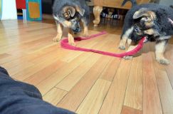 Nom du fichier=chiots11_2-fevrier-2012033.jpg
Taille du fichier=145Ko
Dimensions : 1200x795
Ajouté le : 11 Février 2012 chiots11_2-fevrier-2012033.jpg