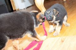 Nom du fichier=chiots11_2-fevrier-2012034.jpg
Taille du fichier=151Ko
Dimensions : 1200x795
Ajouté le : 11 Février 2012 chiots11_2-fevrier-2012034.jpg