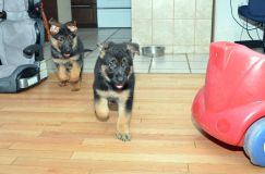 Nom du fichier=chiots11_2-fevrier-2012038.jpg
Taille du fichier=129Ko
Dimensions : 1200x795
Ajouté le : 11 Février 2012 chiots11_2-fevrier-2012038.jpg