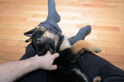 Nom du fichier=chiots11_2-fevrier-2012039.jpg
Taille du fichier=130Ko
Dimensions : 1200x795
Ajouté le : 11 Février 2012 chiots11_2-fevrier-2012039.jpg