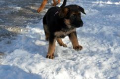 chiots_roxy-19fev2012004.jpg