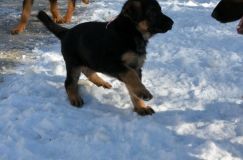 chiots_roxy-19fev2012005.jpg