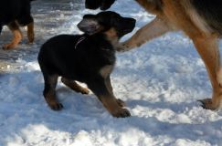 chiots_roxy-19fev2012006.jpg