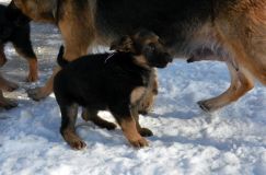 chiots_roxy-19fev2012007.jpg