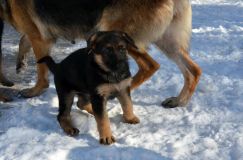 chiots_roxy-19fev2012008.jpg