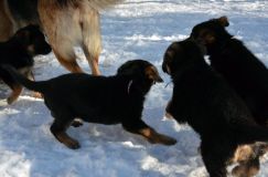 chiots_roxy-19fev2012009.jpg