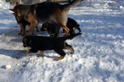 chiots_roxy-19fev2012010.jpg