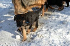 chiots_roxy-19fev2012012.jpg