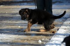 chiots_roxy-19fev2012014.jpg