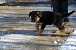 chiots_roxy-19fev2012015.jpg