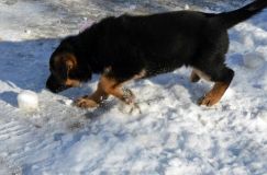 chiots_roxy-19fev2012017.jpg