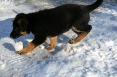 chiots_roxy-19fev2012018.jpg