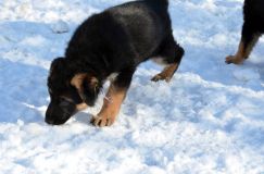 chiots_roxy-19fev2012019.jpg