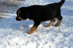 chiots_roxy-19fev2012021.jpg