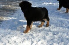 chiots_roxy-19fev2012022.jpg