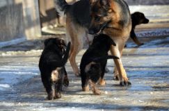 chiots_roxy-19fev2012023.jpg