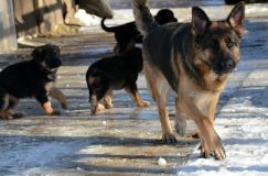 chiots_roxy-19fev2012025.jpg