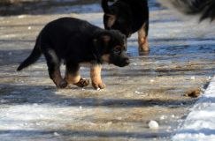 chiots_roxy-19fev2012026.jpg